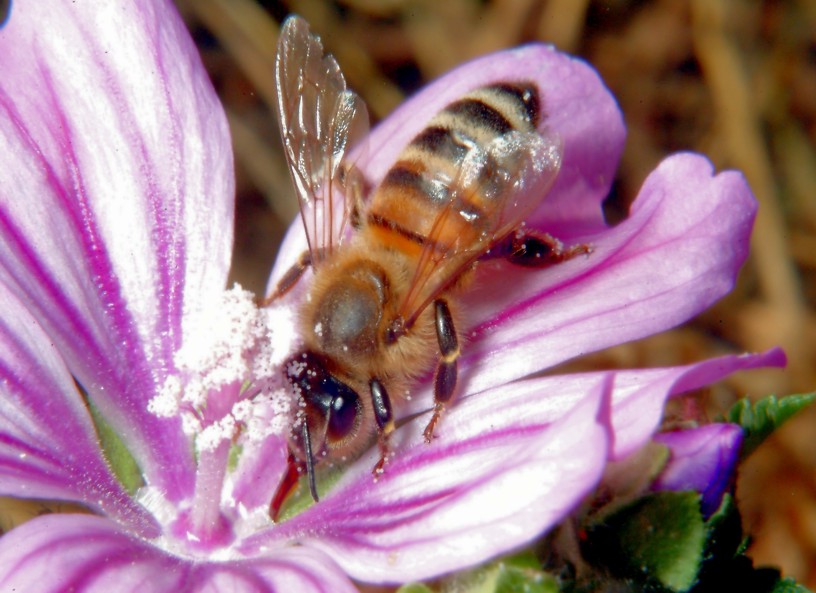 Macrofotografia, che passione!